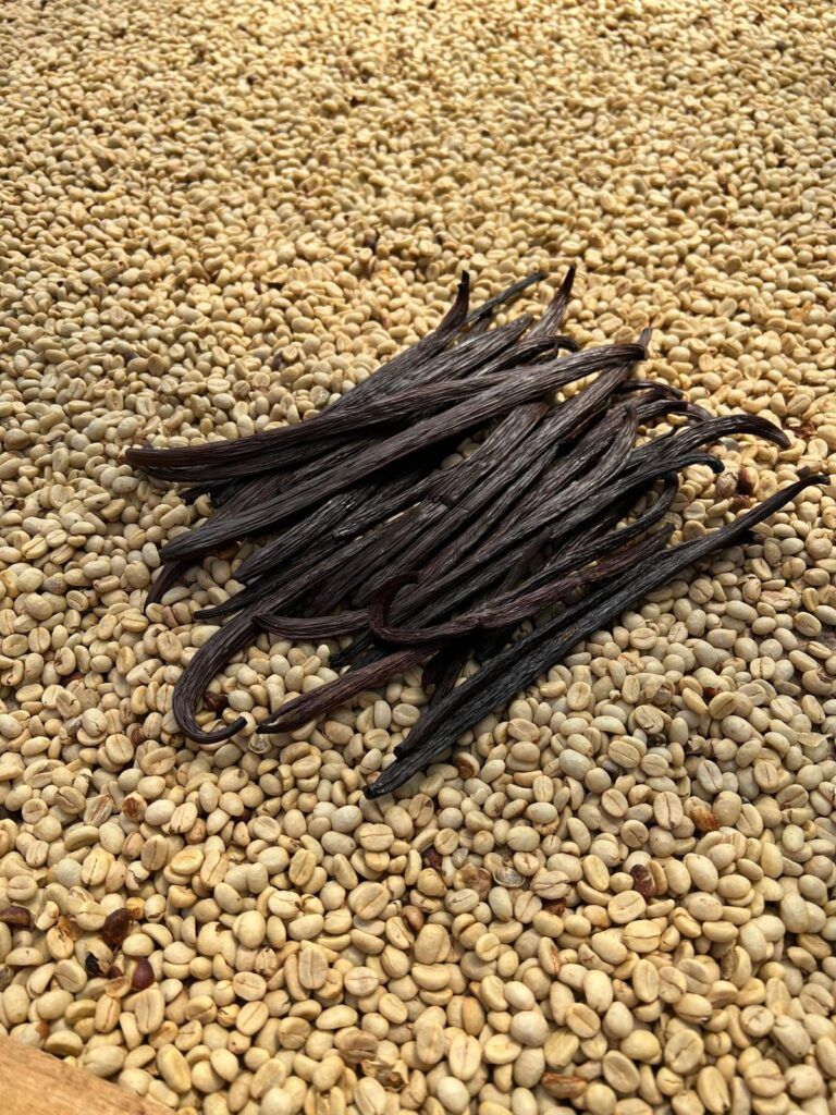 Colombia Vainilla - Producción venta de vainilla orgánica de la más alta calidad para restaurantes, repostería y cocina gourmet. Contacto Whatsapp: +14122099171