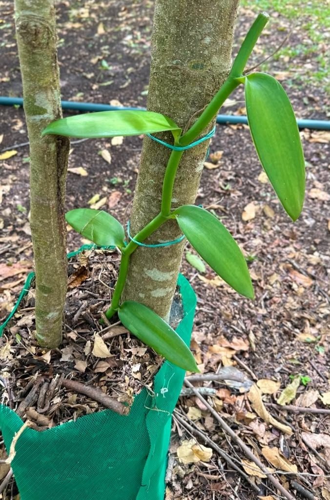 Planta de vainilla creciendo sobre su tutor